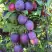 Слива БЛЮ СВИТ колонновидная в Сморгони