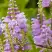 Физостегия РОЗЕЯ виргинская в Сморгони