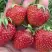 Клубника ВИМА ЗАНТА в Сморгони