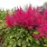 Астильба САННИ ДЕЙ гибридная в Сморгони
