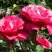 Роза ВИЕН РОУЗ чайно-гибридная в Сморгони