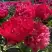Пион БЕЛГРАВИЯ травянистый в Сморгони