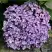 Гортензия АИША крупнолистная  в Сморгони