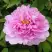Пион ПРОЗРАЧНАЯ РОСА древовидный в Сморгони