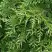 Туя СМАРАГД ВАРИЕГАТА западная в Сморгони