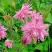 Аквилегия БАРЛОУ ПИНК гибрид МакКаны в Сморгони