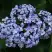 Гортензия АИША крупнолистная  в Сморгони