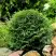 Туя ДАНИКА западная в Сморгони