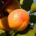 Абрикос СПАДЧЫНА в Сморгони