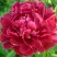 Пион КИТАЙСКИЙ ШЕЛК травянистый в Сморгони