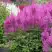Астильба АМЕТИСТ Арендса в Сморгони