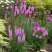 Лиатрис РОЗЕА колосковая в Сморгони