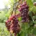 Виноград КИШМИШ ЗАПОРОЖСКИЙ в Сморгони