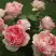 Роза ФИЛИНГ чайно-гибридная в Сморгони