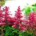 Астильба ЮНИК КАРМИН гибридная в Сморгони