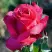 Роза ВИЕН РОУЗ чайно-гибридная в Сморгони