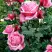 Роза ЭЙФЕЛЕВА БАШНЯ чайно-гибридная в Сморгони