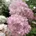 Гортензия БОМБШЕЛ метельчатая в Сморгони