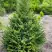 Ель КОМПАКТА обыкновенная в Сморгони