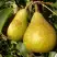 Груша ГЕНЕРАЛ ЛЕКЛЕРК в Сморгони