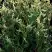 Туя ГОЛД ПЕРЛ западная в Сморгони