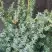 Можжевельник БЛЮ АЛЬПС китайский  в Сморгони