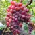 Виноград КРАСОТКА в Сморгони