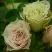 Роза ГРИН ДАЙМОНД миниатюрная в Сморгони