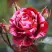 Роза ДИП ИМПРЕШН флорибунда в Сморгони