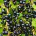 Смородина чёрная ИЗЮМНАЯ в Сморгони