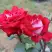 Роза АЛЬЯНС чайно-гибридная в Сморгони