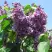 Сирень ВИОЛЕТТА в Сморгони