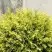 Туя ГОЛДЕН ГЛОБ западная в Сморгони