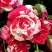Роза ФАЙЕР ВОРКС миниатюрная в Сморгони