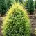 Можжевельник ГОЛД КОН обыкновенный в Сморгони