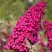 Буддлея давида РОЯЛ РЕД в Сморгони