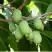 Актинидия РОГОВ аргута в Сморгони