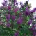 Сирень СУМЕРКИ в Сморгони