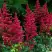 Астильба БУРГУНДИ РЕД Арендса в Сморгони