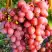 Виноград КИШМИШ КРАСНЫЙ в Сморгони