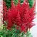 Астильба БУРГУНДИ РЕД Арендса в Сморгони