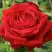 Роза СОФИ ЛОРЕН чайно-гибридная в Сморгони