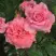 Роза ПЬЕР КАРДЕН чайно-гибридная в Сморгони