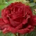 Роза РЕД ИНТУИШН чайно-гибридная в Сморгони