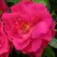 Роза ДЖОРДЖ ВАНКУВЕР флорибунда в Сморгони