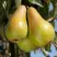 Груша КОНКОРД в Сморгони