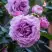 Роза СИЛЬВЕР КВИК плетистая в Сморгони
