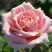 Роза ФРЕДЕРИК МИСТРАЛЬ чайно-гибридная в Сморгони