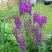 Коровяк ВИОЛЕТТА (вербаскум) в Сморгони