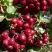 Рябина ГРАНАТНАЯ сладкоплодная в Сморгони
